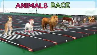 Animated Animal Race | Animal Race Contest | Animal Sports Cartoon | Happy Bees TV