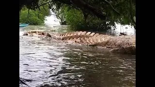 Mysterious giant animal found floating in the water | Indonesia |