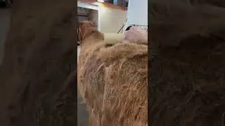 It&rsquo;s shedding season; come groom my horse with me! ASMR #horsegrooming #asmr #asmrsounds #horse