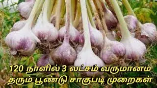 Garlic cultivation | பூண்டு சாகுபடி | 120 நாளில் 3 லட்சம் வருமானம் தரும் பூண்டு சாகுபடி | POONDU