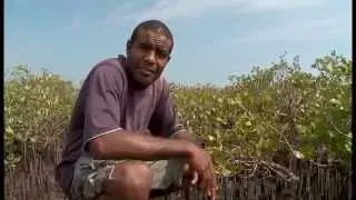 [NCTV] Les coulisses de la science - La mangrove