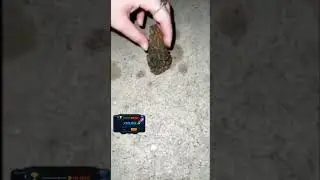 Do frogs have 0 survival instinct😭 #animals #frog #frogs
