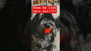 Does my dog LOVE the interactive dog ball⁉️😅#dogtoy #doggo #dogshorts #bernedoodle #viraldogs #pets