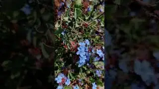 Ceratostigma  #shorts