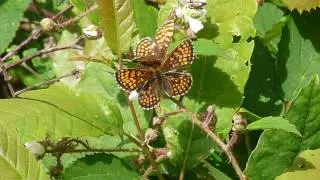 Melitaea athalia