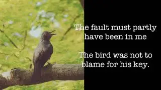 A Minor Bird