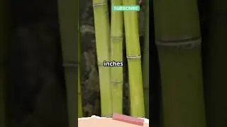 Bamboo: The Fastest Growing Plant on Earth! 🌱🚀 #scienceexplained