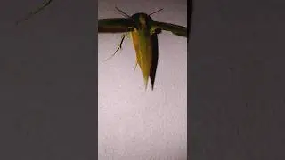 Green Hawk moth🤔#short#trending