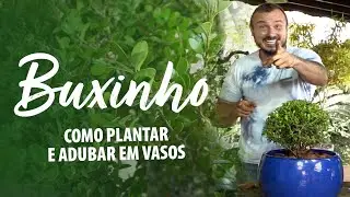 Como plantar e adubar BUXINHO em vasos