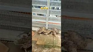 Funny video😂🤣😍🫣#birdifarm #funny short