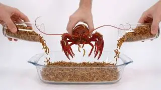 I Gave My Mealworms Weird Foods