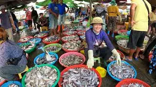 Amazing Fresh Water Fishes in Cambodia | Fishes & Businesses for Local Livelihoods | Fishes & Foods
