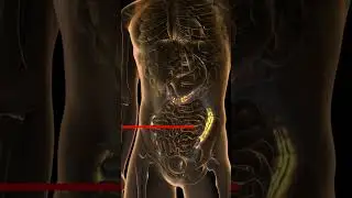 Rectal Cancer Diagnosis Kaise Hota Hai | #shorts