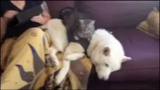 Cat uses Dog as bed