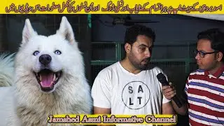 Asad Brohi Dogs Setup | Dalmatian Dogs Siberian Husky German Shepherd Pit bull Dogs Golden Retriever