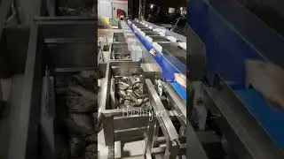 Fish weight sorting machine #fishing #seafood #seafoodprocessing #food