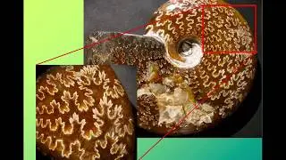 Cephalopods