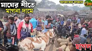 মাঘ মাসের শীতে মাগনা দামে❗ছাগল বিক্রি হচ্ছেে ঝিকরগাছা ছাগলের হাট এ @AgroknowledgeBD 