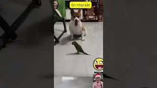 It's as noisy as a parrot, that's for sure.