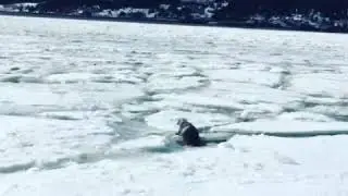 Seals in Newfoundland Canada