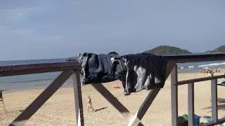 Palolem beach morning
