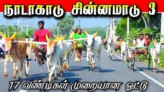 நாடாகாடு சின்னமாடு 3 19/01/2026#krish_studio_kattumavadi