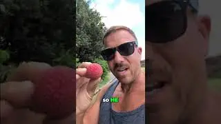 Lychee First Taste: Fresh Fruit Picked Off Tree!