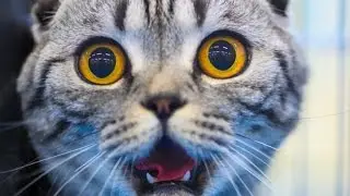 Animals get Brain Freeze - Ultimate Compilation.