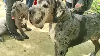 Chateau-Thierry  - Dog Lovers - 28 avril 2024 - Video cool #8