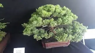Exposición NACIONAL de Bonsai