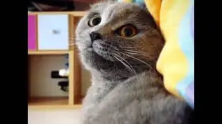 #cat #cats #pets #pet #スコティッシュフォールド #cutecats #animals #catstagram #cutecatsofinstagram #neko #kit