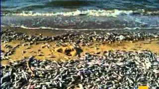 Mother Nature At Work To Clean Up Fish Kill