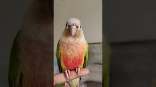 Pineapple Conure Talking
