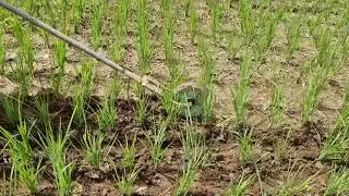 FARMERS' TIPS FOR REMOVING WEEDS FROM RICE PLANTS MANUALLY USING A UNIQUE TOOL! -Agriculture Farming