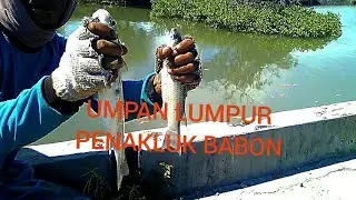 UMPAN LUMPUR PENAKLUK BABON