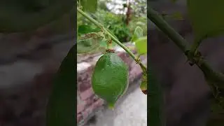 #lemon#music#love#foryou#nature#green#tree #beautiful#nice