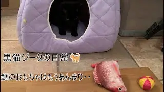 【黒猫ジータ】体力は無限か・・体格も大きくなりました。