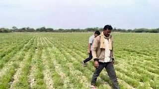 Pavta Nehad जीरा🌱का खेत Najara Nehad Vavetar Jeera Farming CO Lalutra￼