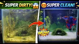 Betta Fish Tank Cleaning | Ye Galti Betta Ko Maar Sakti Hai 😱 #fish #fishing #betta #aquarium #viral