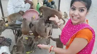 छम्मा का बन्दरो से प्यार , monkey lover chhama tiwari