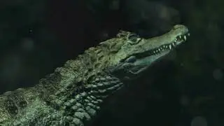 Ecuador's Deadly Beasts: Top 20 Countdown