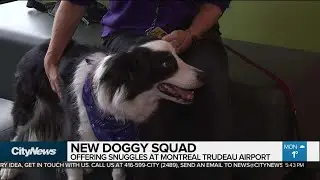 Doggy squad offering snuggles at Montreal airport