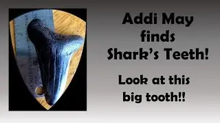Addi May Finds a BIG Fossilized Shark's Tooth!!!
