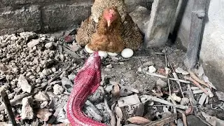 Brave Mother Chicken Protects The Eggs From The Red Cobra |  Snake tv