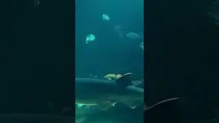 Broadnose Sevengill Shark #shorts #fish #sharks