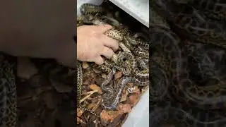 Tiny Snakes With Big Attitudes 🤣 #shorts #animals #reptile #snake #anaconda #funnyanimals