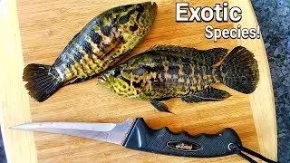 Catch and Cook EXOTIC Species Jaguar Guapote!