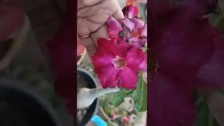 cute purple red adenium