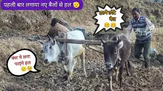 पापा ला गए नए बैलों को 😍अब देखना ये है कि क्या सच में ये हल लगा पाएंगे 🫡😱इतने छोटे बैल 😱#dailyvlog 🙏