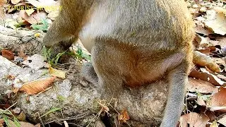 Video before Maria giving birth, Pity for monkey Maria, Now Maria get an adorable baby monkey